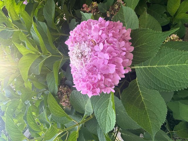 5644 S Winsor Drive, Battlefield, MO 65619