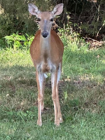 5644 S Winsor Drive, Battlefield, MO 65619