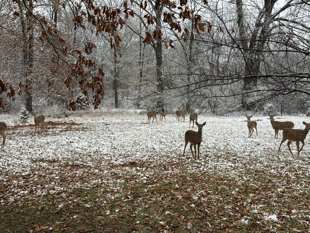 5644 S Winsor Drive, Battlefield, MO 65619