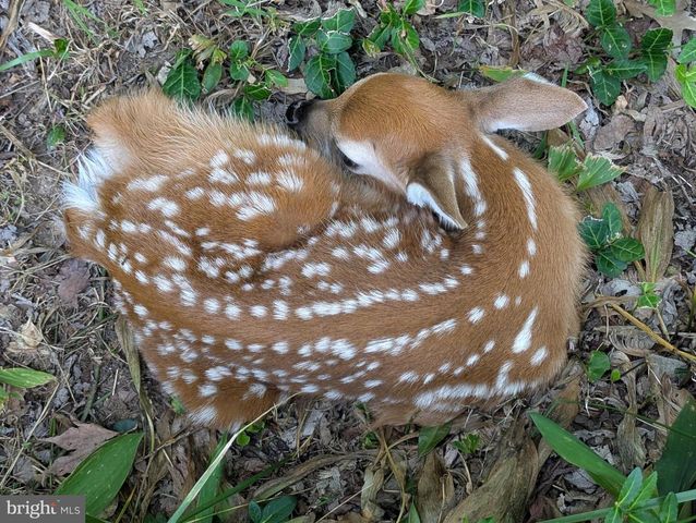 14612 FAIRACRES RD, Silver Spring, MD 20905