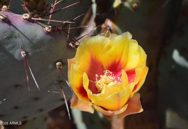 4219 E MIA Lane, Gilbert, AZ 85298