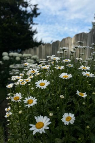 1277 Jo Fran Drive, Vicksburg, MI 49097