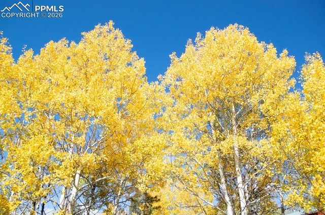 79 Beaver Creek Circle, Florissant, CO 80816