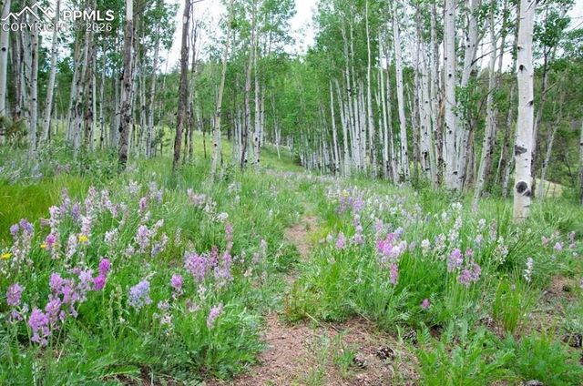 79 Beaver Creek Circle, Florissant, CO 80816