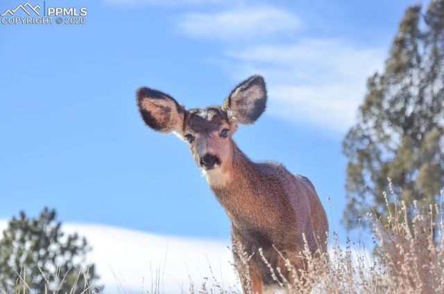79 Beaver Creek Circle, Florissant, CO 80816