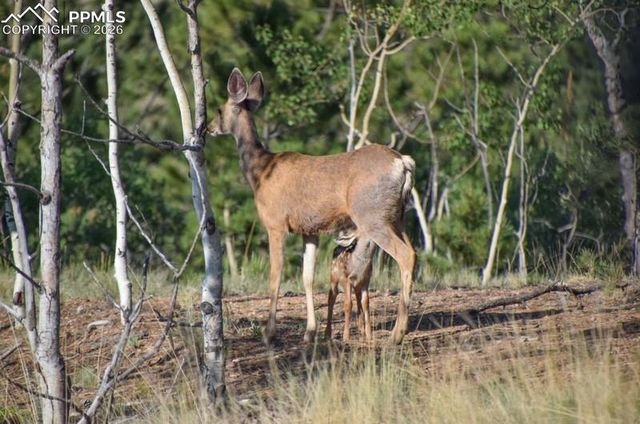 79 Beaver Creek Circle, Florissant, CO 80816