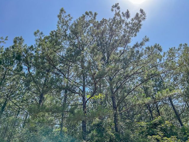 13 Joskey Dykes Rd, Zavalla, TX 75980