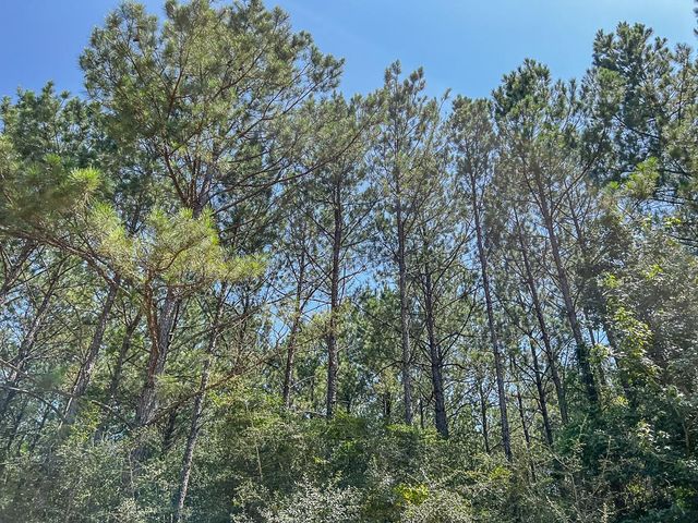 13 Joskey Dykes Rd, Zavalla, TX 75980