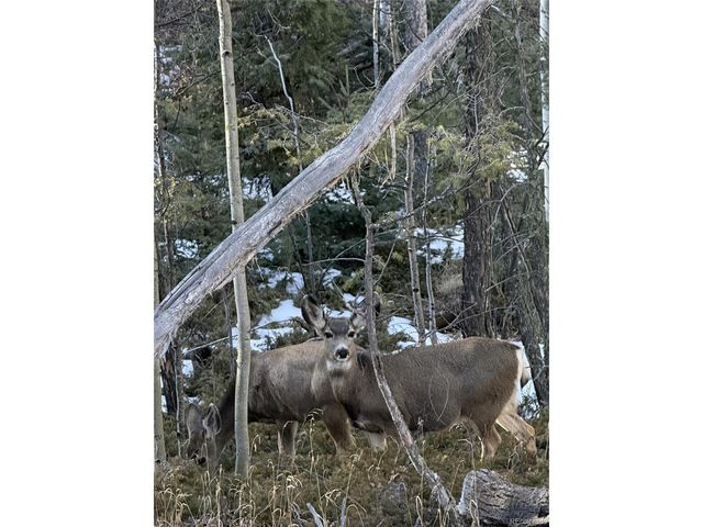 191 Nuaku, Florissant, CO 80816