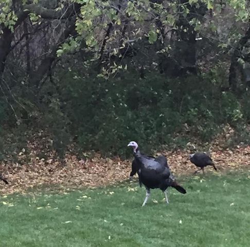 N1829 MEDINA DRIVE, Greenville, WI 54942