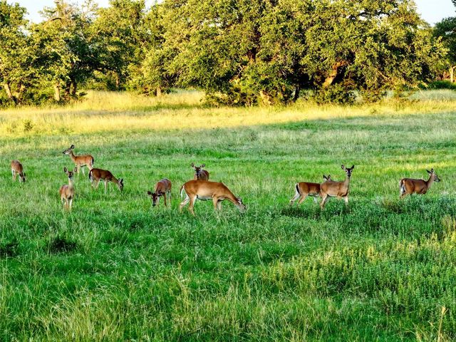 Lot 1 FM 2657, Briggs, TX 78608