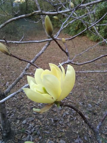 00 SW MARINE BOULEVARD, Dunnellon, FL 34431