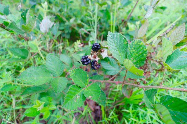 1463 Browns Chapel Rd, Viola, AR 72583