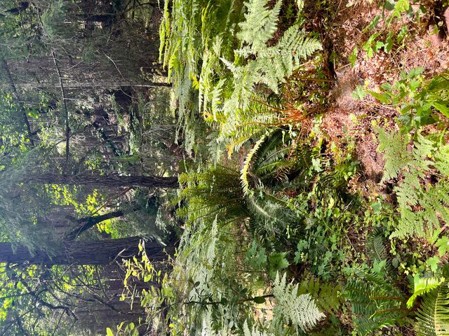 00 Stapp Road, Kneeland, CA 95549