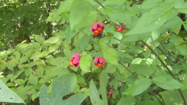 4179 Old Livingston Hwy, Celina, TN 38551