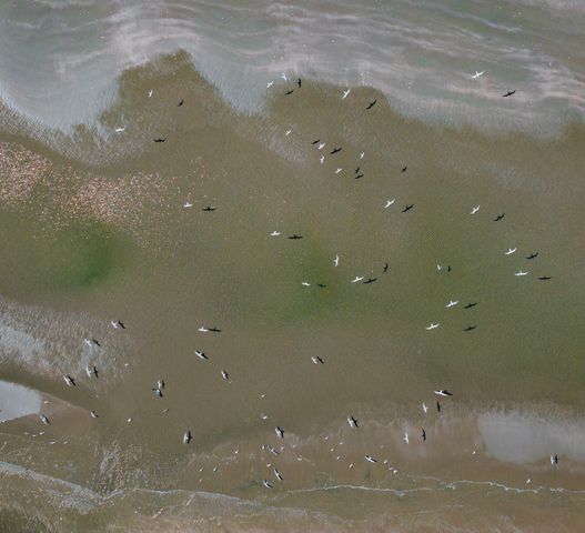 287 Pelican Flight Drive Lot 14, Dewees Island, SC 29451