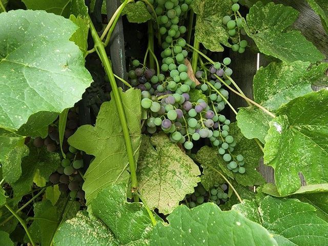 748 E Birch Ave, Colville, WA 99114