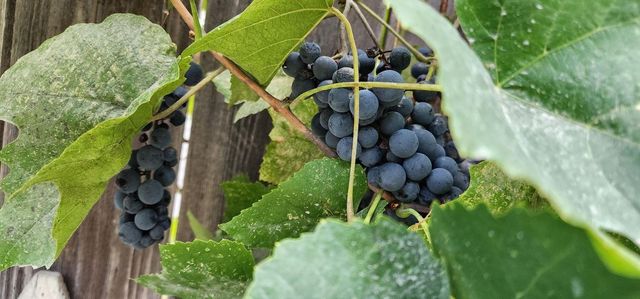 748 E Birch Ave, Colville, WA 99114