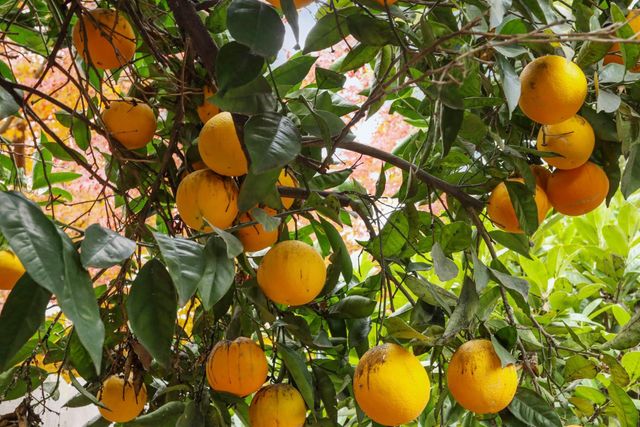 1021 S Mills Ave, Lodi, CA 95242