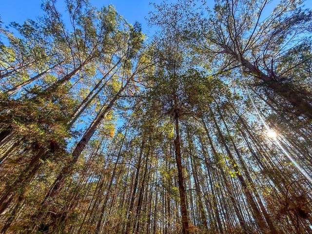 000 Forest Service Road 527, Apple Springs, TX 75926