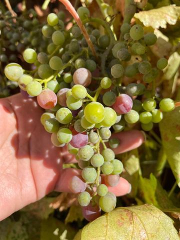 8105 Bauser Ave, Roseville, CA 95747