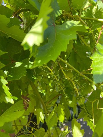 8105 Bauser Ave, Roseville, CA 95747