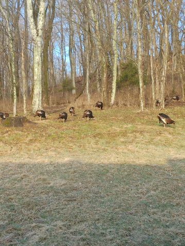 2865 Spring Place Rd, Belfast, TN 37019