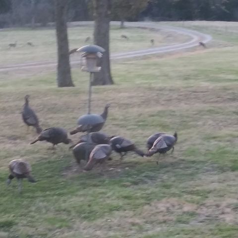 2865 Spring Place Rd, Belfast, TN 37019