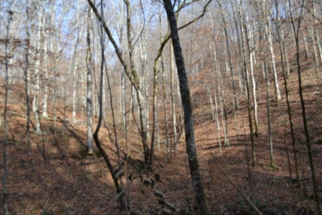 0 Wet Mill Creek Rd, Celina, TN 38551