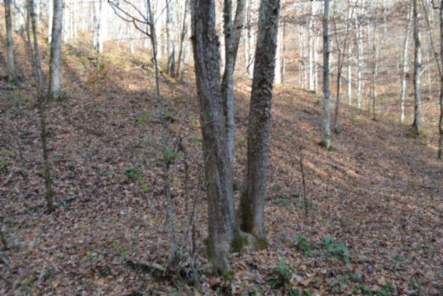 0 Wet Mill Creek Rd, Celina, TN 38551