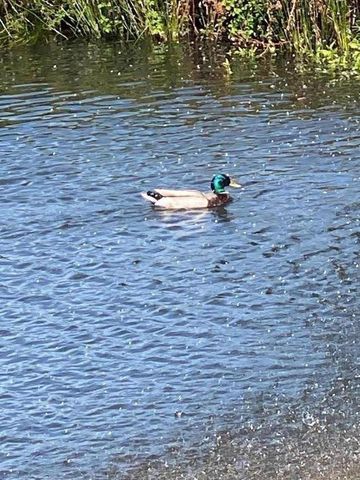 444 Whispering Pines Drive, Scotts Valley, CA 95066