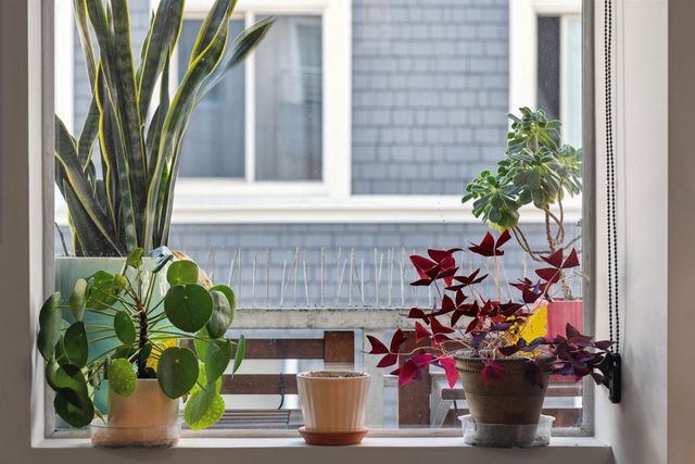 81 Frank Norris Place 303, San Francisco, CA 94109