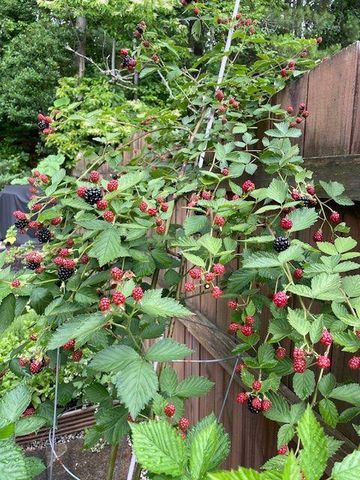 1678 Stilesboro Ridge NW Drive, Kennesaw, GA 30152