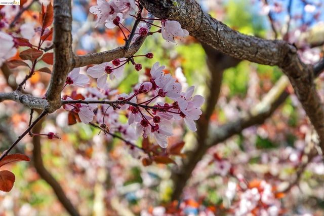 1815 1815 Vine St, Berkeley, CA 94703