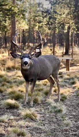 55340 Gross Drive, Bend, OR 97707