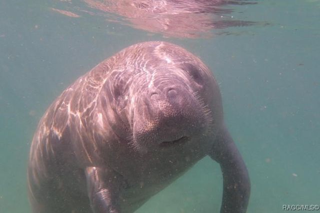 54 Grass Street, Homosassa, FL 34446