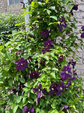 10816 Cody Lane, Fishers, IN 46037