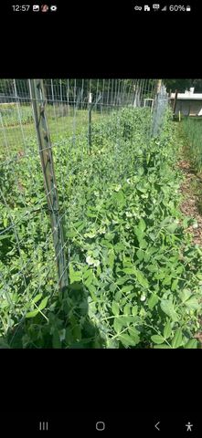 7928 FM 127, Mount Pleasant, TX 75455