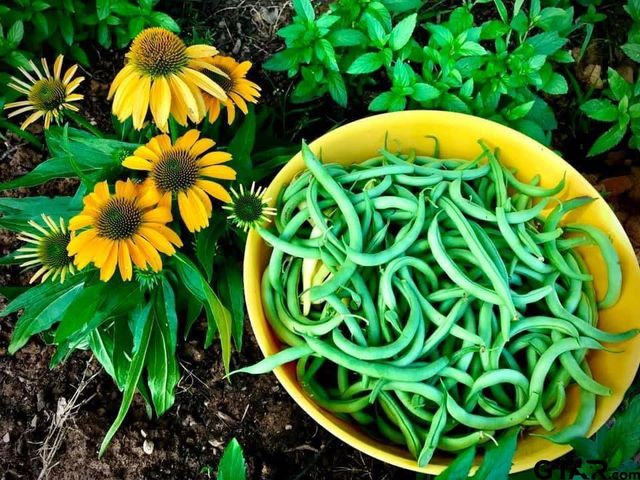 7928 FM 127, Mount Pleasant, TX 75455