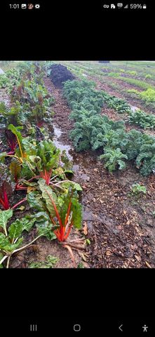 7928 FM 127, Mount Pleasant, TX 75455