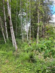 16024 Low Lane, Deming, WA 98244