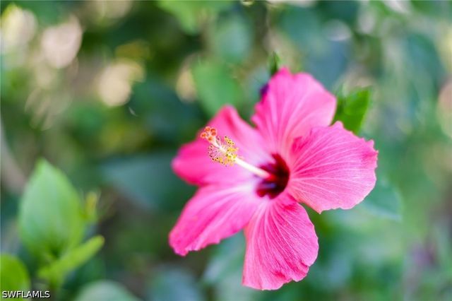 11000 Cherry Laurel DR, Fort Myers, FL 33912