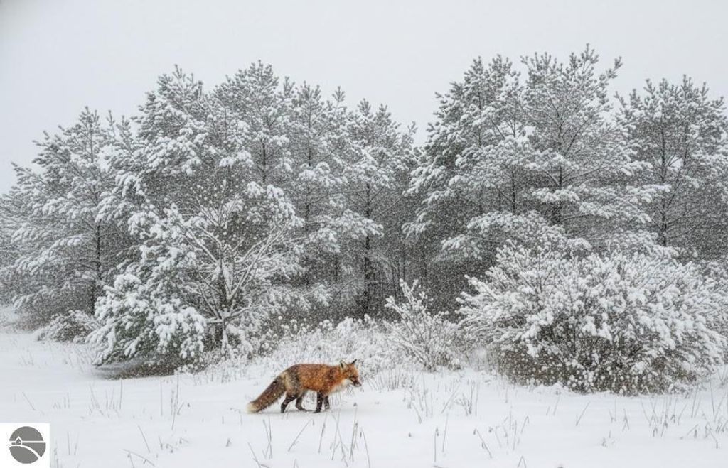 Image 9 of property listing at 10.15 Spruce Hollow Trace, Fife Lake, MI 49633