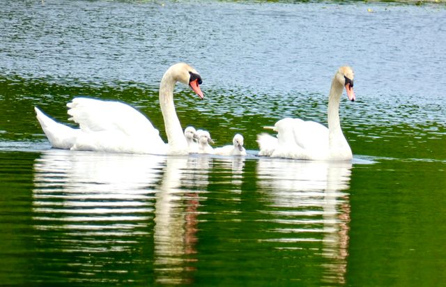 12294 Cranes Avenue, Richland, MI 49083