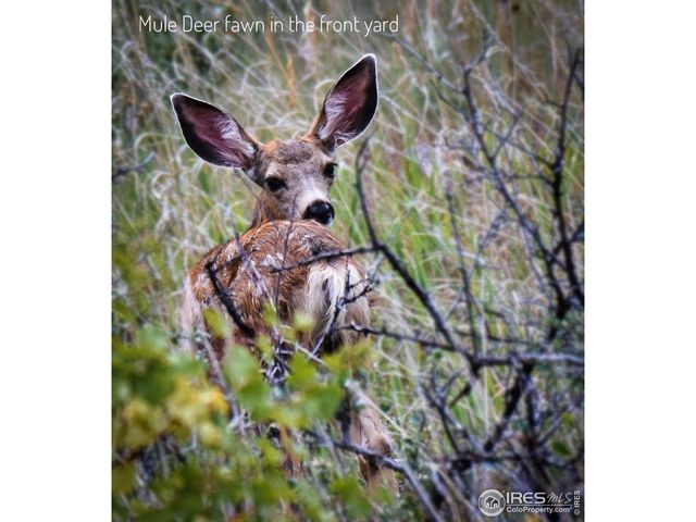 555 James Park Trl, Loveland, CO 80537