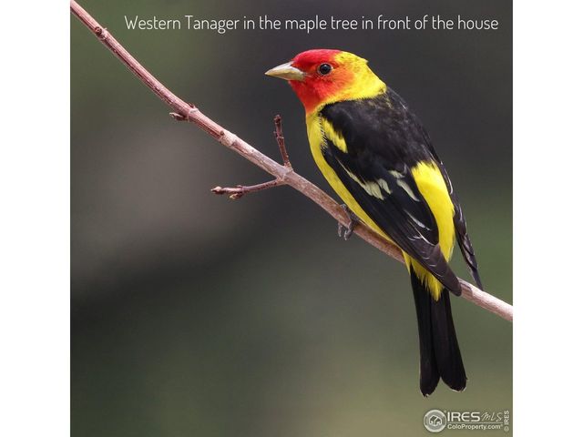 555 James Park Trl, Loveland, CO 80537