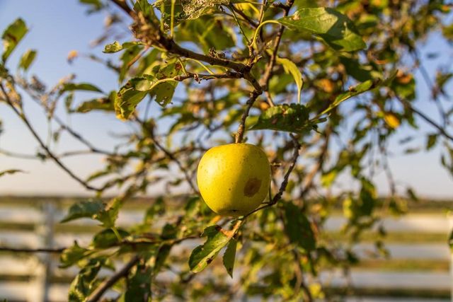 800 NW 950th Road, Blairstown, MO 64726