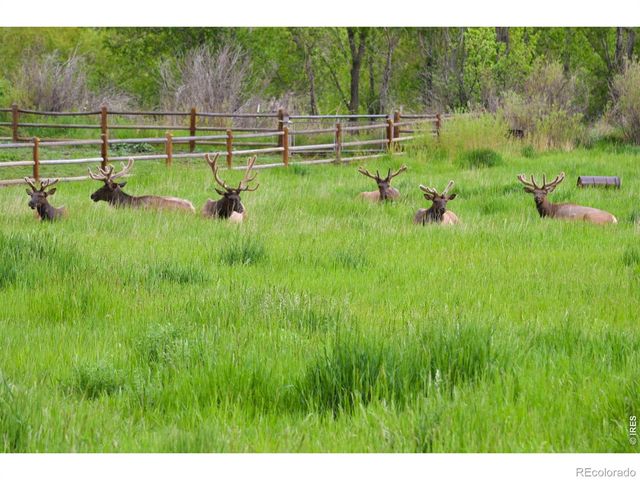 6206 Fox Tail Court, Loveland, CO 80537