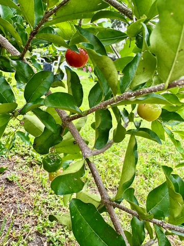 1815 BARKER DRIVE, Winter Park, FL 32789