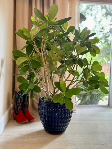 1815 BARKER DRIVE, Winter Park, FL 32789